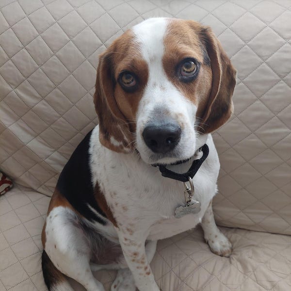 Back to School Bow Embroidery, Pencil Apple Notebook Design, Teacher ...