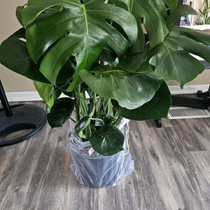 Sammi added a photo of their purchase