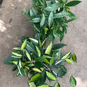 Rovylaine added a photo of their purchase