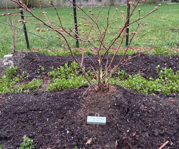 Custom Plant Markers, Laser Engraved Tags, Rose Stake Label, Plant Stakes, Plant Labels, Printed Garden Tag, Rose Marker, Herb Labels