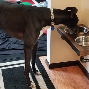 raised dog bowls for greyhounds