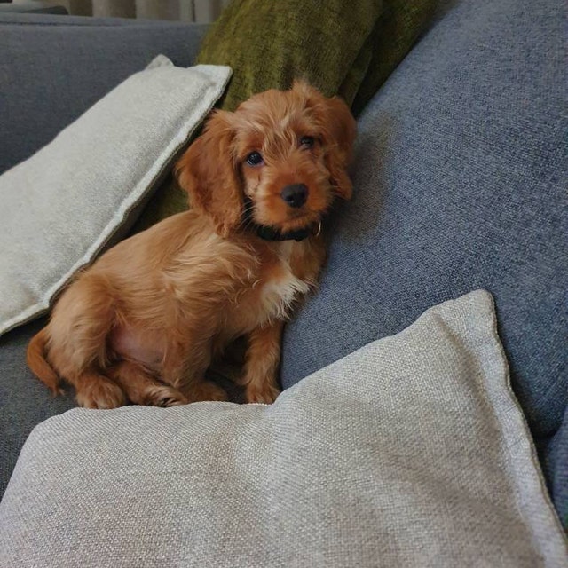 Puppy Wearing Green Velour Collar