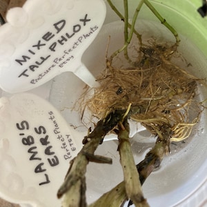 Leslie ha añadido una foto de su compra