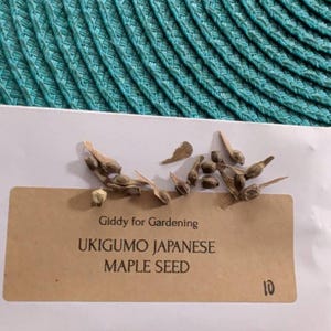 10 Ukigumo Japanese Maple Tree SEEDS Variegated Japanese Maple