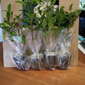 休止中アカウント さんが購入した商品の写真を追加しました