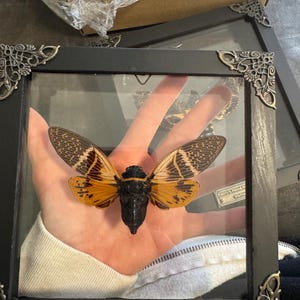 Courtney ha añadido una foto de su compra