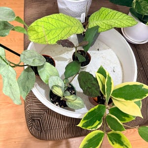 Tammy added a photo of their purchase