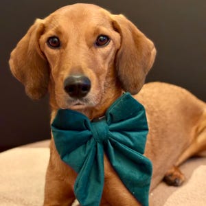 jana さんが購入した商品の写真を追加しました