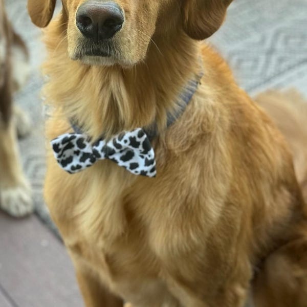 burnt orange ties