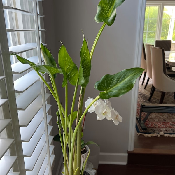 Giant Calla Lily (zantedeschia) 1 Feet Tall 1 Gallon Poy - Etsy