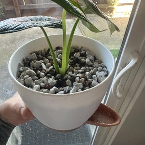 Audrey added a photo of their purchase