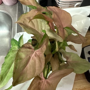 Victoria added a photo of their purchase