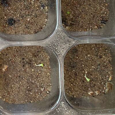 Argyroderma Delaetii, Living Stone, Rare Succulent, 10 Seeds - Etsy