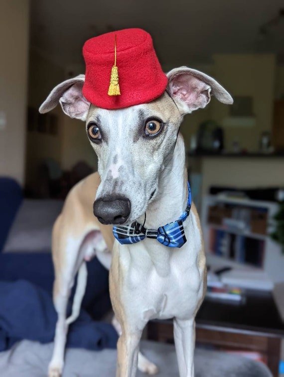 Customer photo of a pet with the Fez Hat mini small pet Cat Dog Hedgehog Vogue