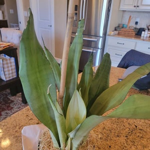 Patricia added a photo of their purchase