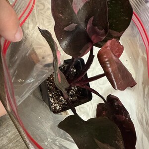 Kanisha added a photo of their purchase