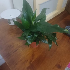 Eileen added a photo of their purchase