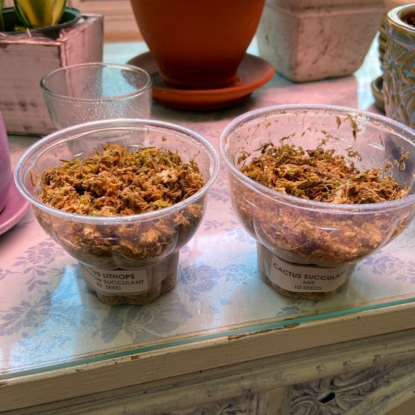 Fresca 100 Pezzi Succulente Lithops Sementi Delle Piante Per La Semina Mista 3 - Foto 3