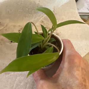 Debra ha aggiunto una foto del proprio acquisto