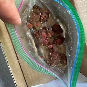 Prontip added a photo of their purchase