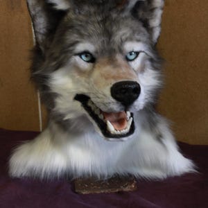 灰色オオカミのファースーツマスク。リアルなファーコスチューム