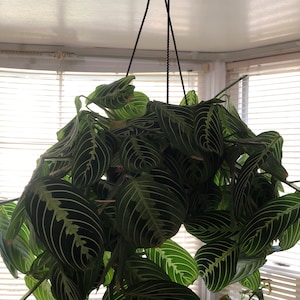 Carla added a photo of their purchase