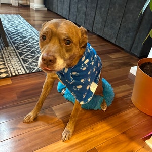 Bunny Costume for Dogs, Halloween Costume for Dogs, Cat's Costume, Dog