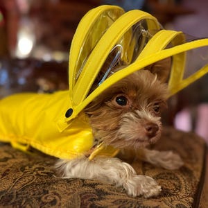 Gussie added a photo of their purchase