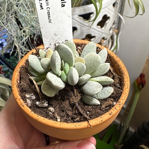 Caitlin added a photo of their purchase