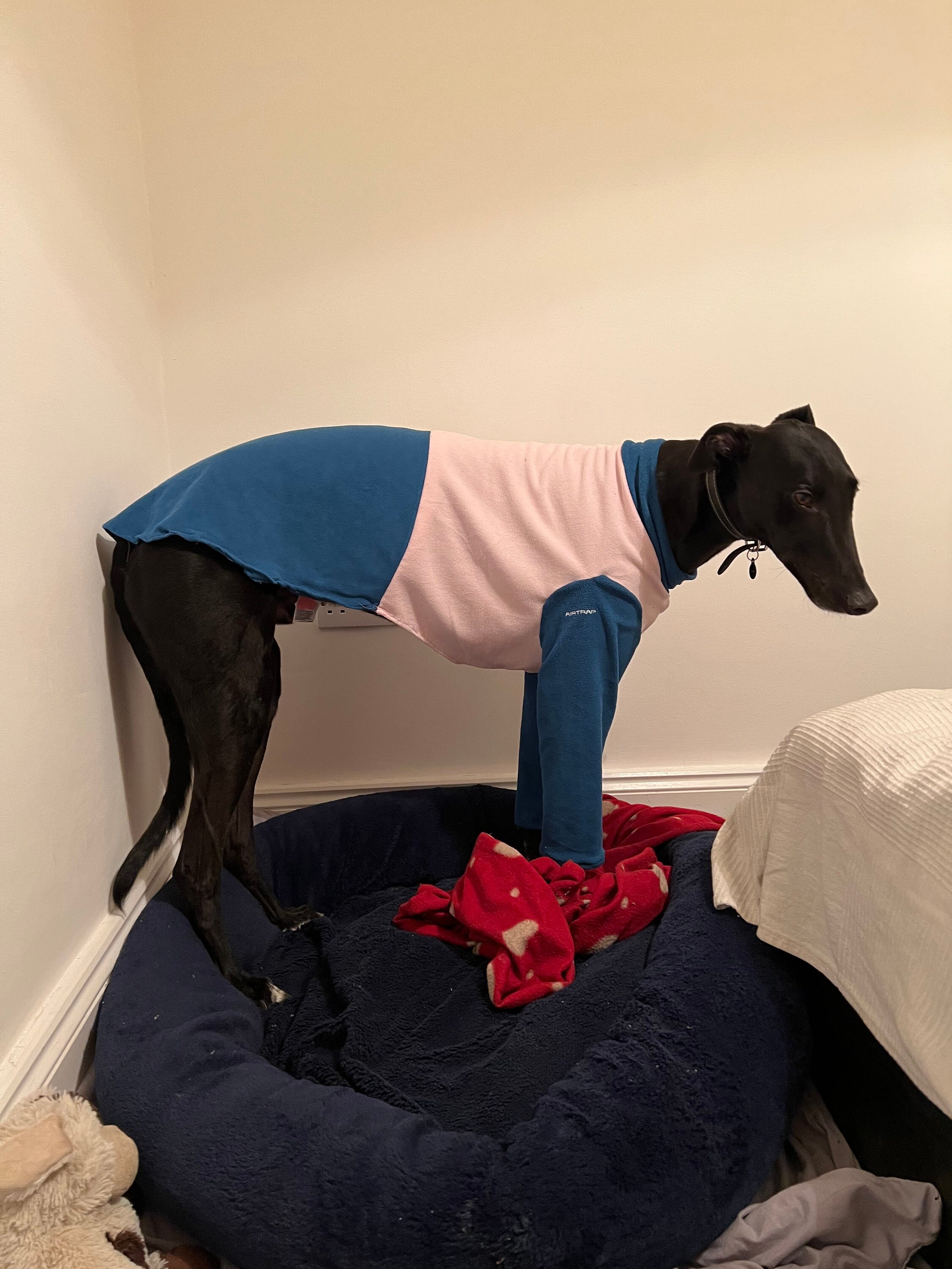 Greyhound Dog Coat Pattern Sizes SMXL Greyhound Pajamas Etsy