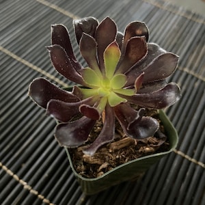 Cherie added a photo of their purchase