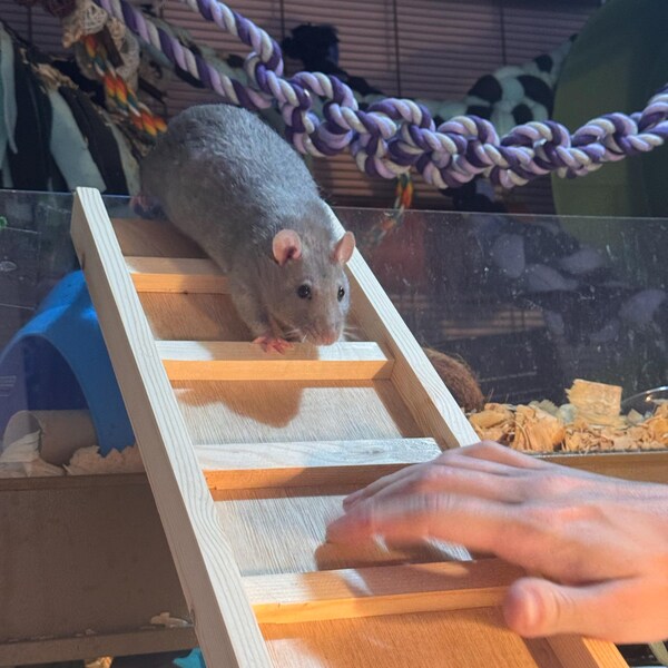 Animal Ramp With Hooks - Etsy