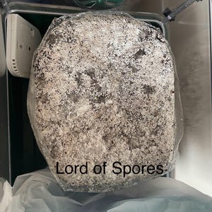 Lot De 10 Sacs De Culture De Champignons Stérilisés - Sacs En Polypropylène Résistants, Maintien D'humidité, Pour Culture De Champignons Gastronomiques Ou Médicinaux - 8