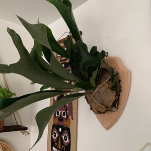 Ashley added a photo of their purchase