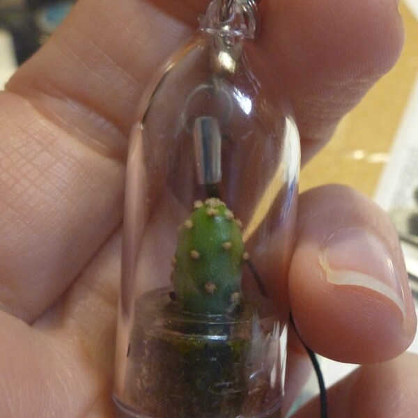 Palms Cactus - Live Cacti Terrarium Flower - Cactus Miniature Living ...