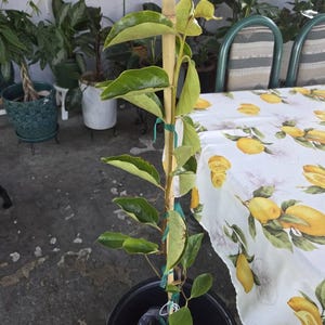 Esperanza added a photo of their purchase
