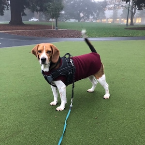 beagle sweater for dog