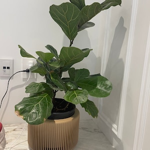 Genevieve added a photo of their purchase