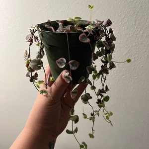 Sam added a photo of their purchase