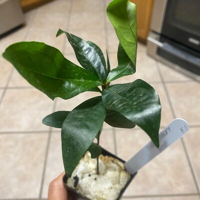 Purple Malay Apple Syzygium Malaccense Fruit Tree Starter Potted Plant ...