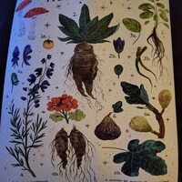 Herbology Chart A3 Print - Etsy UK