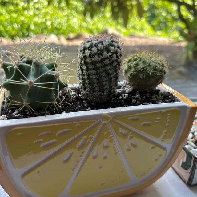 Coochabamba cactus 黒い鉢付き Potted Mini Cactus Plants, Unique Variety Set of 3 - Etsy 日本