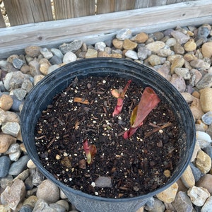 Heather ha añadido una foto de su compra