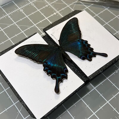 2.5 In Butterfly Moth Spreading Setting Pinning Board Foam Entomology Taxidermy