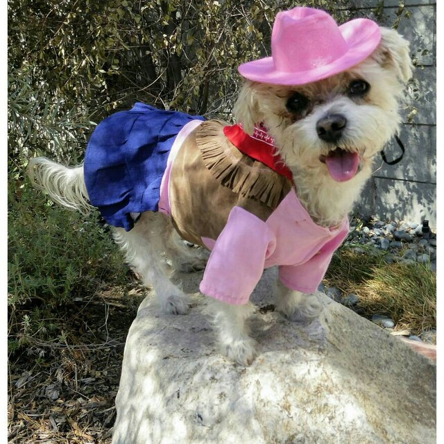 DOG HALLOWEEN COSTUME cow Girl Dog Costume Halloween for Pets Pet Costume Etsy Canada