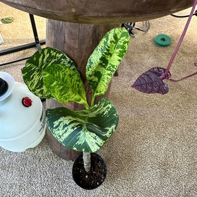 Dischidia String Millions Hearts 4 - Etsy