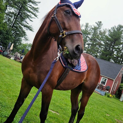 Half Cheek/Half Spoon Jointed Snaffle - Equestrian House