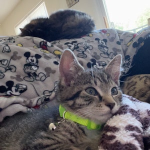 Break Away Collar For Cats Cat Collar Breakaway 2 Pcs Cat Collars Breakaway With Bell And Bowtie Adjustable Small Puppy Safety Collar Solid Color Plaid Pet Collar For Cats Kittens Cute Kitten