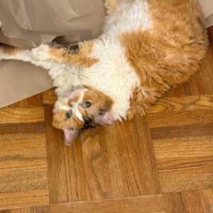 Shannon ha añadido una foto de su compra