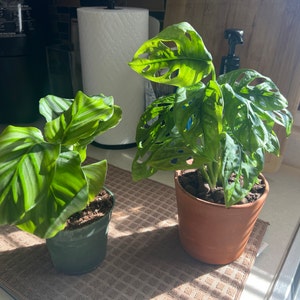 Jo added a photo of their purchase